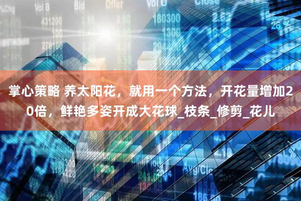 掌心策略 养太阳花，就用一个方法，开花量增加20倍，鲜艳多姿开成大花球_枝条_修剪_花儿