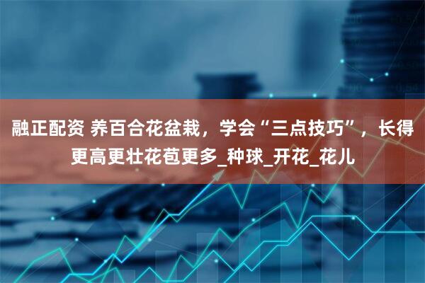 融正配资 养百合花盆栽，学会“三点技巧”，长得更高更壮花苞更多_种球_开花_花儿